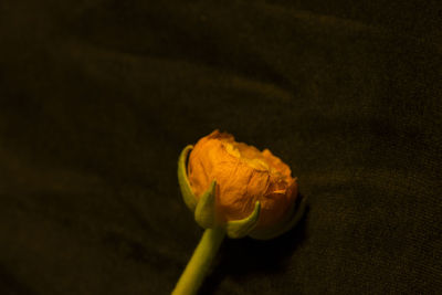 Close-up of orange rose against black background