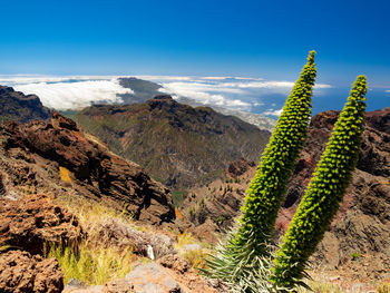 Plants growing on landscape against sky