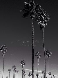 Low angle view of palm trees against sky