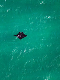 High angle view of swimming in sea