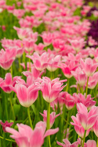 Close-up of pink flowering plants