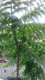 Low angle view of tree