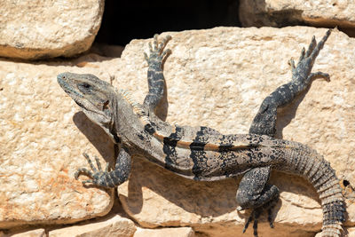 High angle view of black spiny tailed iguana on stones