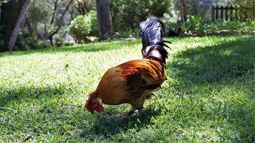 View of a bird on field