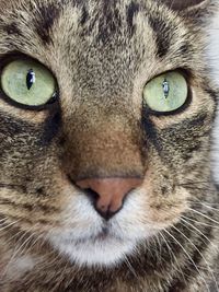 Close-up portrait of cat