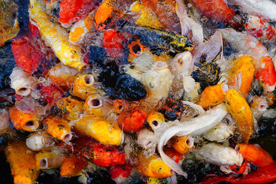 High angle view of koi carps swimming in water