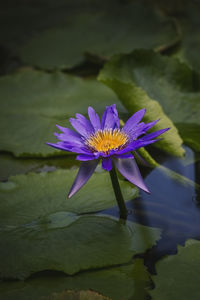 Close-up of purple water lily
