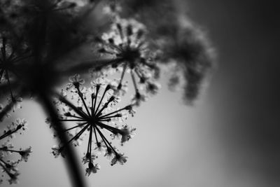 Low angle view of flower tree against sky