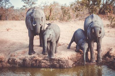 Elephants drinking water from pond