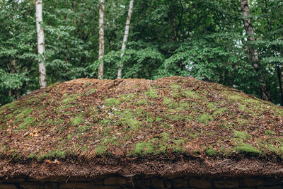 Close-up of moss on tree trunk