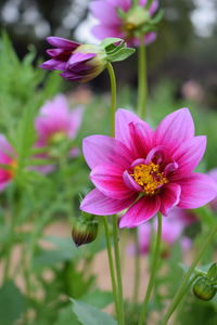 Close-up of pink cosmos flower