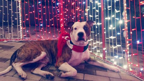 Portrait of dog sitting outdoors