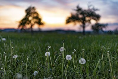 Close-up of flowering plants on field against sky