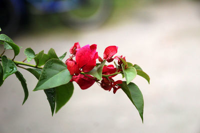 Close-up of red flowering plant