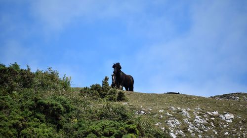 Dog on landscape against sky