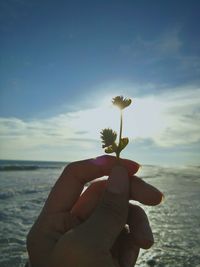 Close-up of hand holding plant against sea during sunset