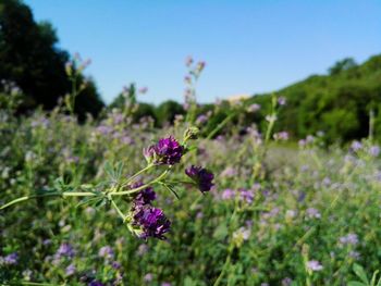 Close-up of purple flowers blooming outdoors