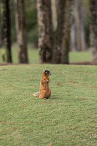 Alert big cypress fox squirrel sciurus niger avicennia gathers nuts on a tree branch in summer 