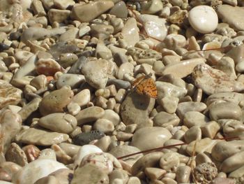 Close-up of insect on pebbles