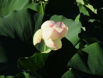 Close-up of lotus water lily