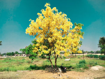 Yellow flowering tree on field against sky