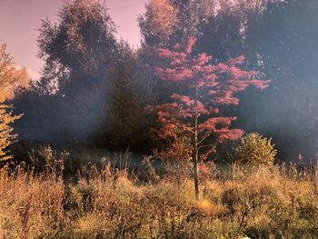 View of trees on field during autumn