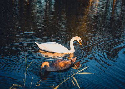 Swan swimming in lake