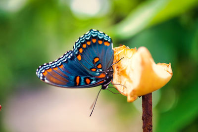 Close-up of butterfly pollinating on flower