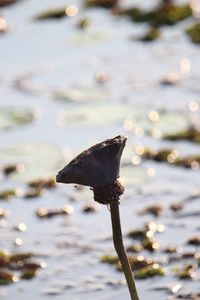 Close-up of bird on lake