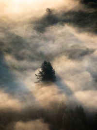 Background of foggy forest at sunrise. evergreen foggy forest in the majestic light in the mist.