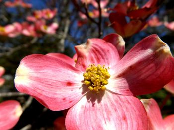 Close-up of pink flower