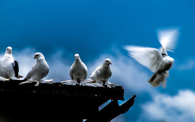 Low angle view of doves on roof against sky