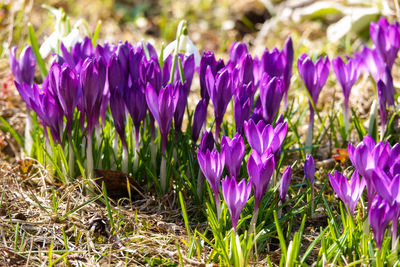 Close-up of purple crocus flowers in field