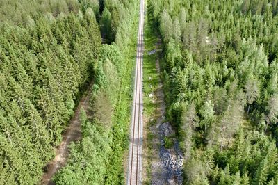 Aerial of pine trees forest and railway tracks
