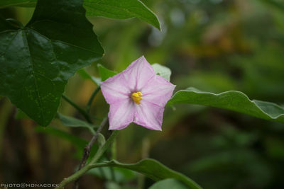 Close-up of iris blooming outdoors