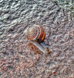 Close-up of snail