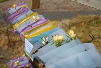 Close-up of flowers against paper