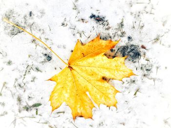 Close-up of maple leaf on snow covered land