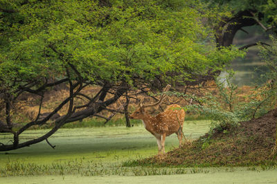 Horse standing in a field