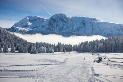 Nordic area in chamrousse on the plateau de l'arselle with its pine trees and the taillefer massif