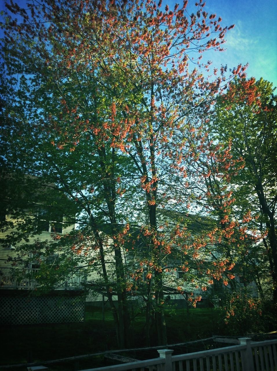 tree, autumn, branch, growth, change, nature, sky, beauty in nature, tranquility, outdoors, road, season, no people, sunlight, day, low angle view, railing, built structure, orange color, building exterior