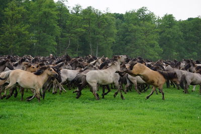 View of horses running on grass against clear sky