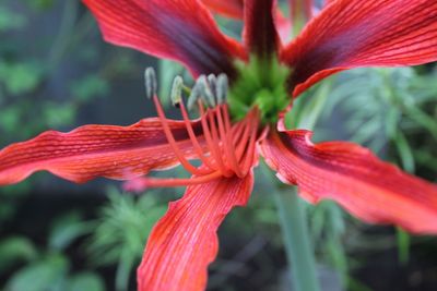 Close-up of red flowering plant