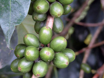 Close-up of fruits growing on tree