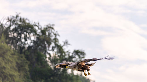 Low angle view of bird flying against sky