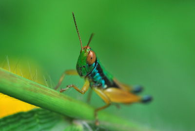 Close-up of insect on plant