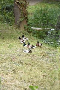 Ducks in a field