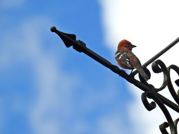 Low angle view of bird perching against clear sky