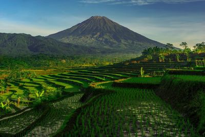 Scenic view of agricultural field against sky