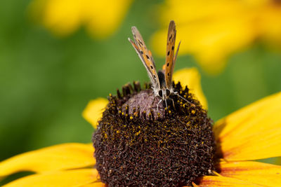 Close-up of butterfly pollinating on yellow flower